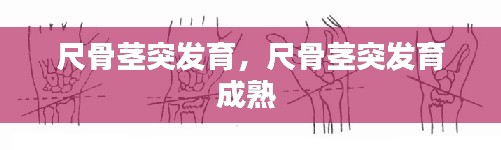 尺骨茎突发育,尺骨茎突发育成熟