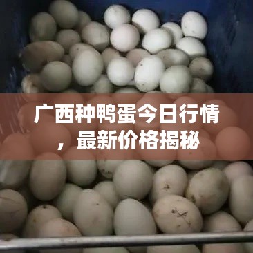 广西种鸭蛋今日行情,最新价格揭秘