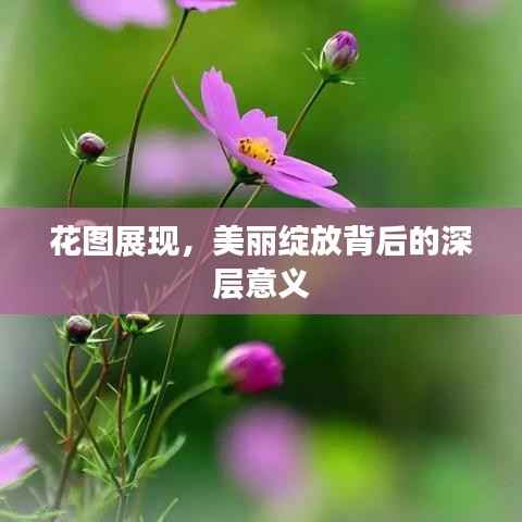 花图展现,美丽绽放背后的深层意义