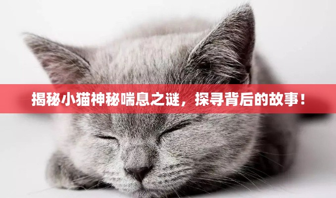 揭秘小猫神秘喘息之谜,探寻背后的故事!
